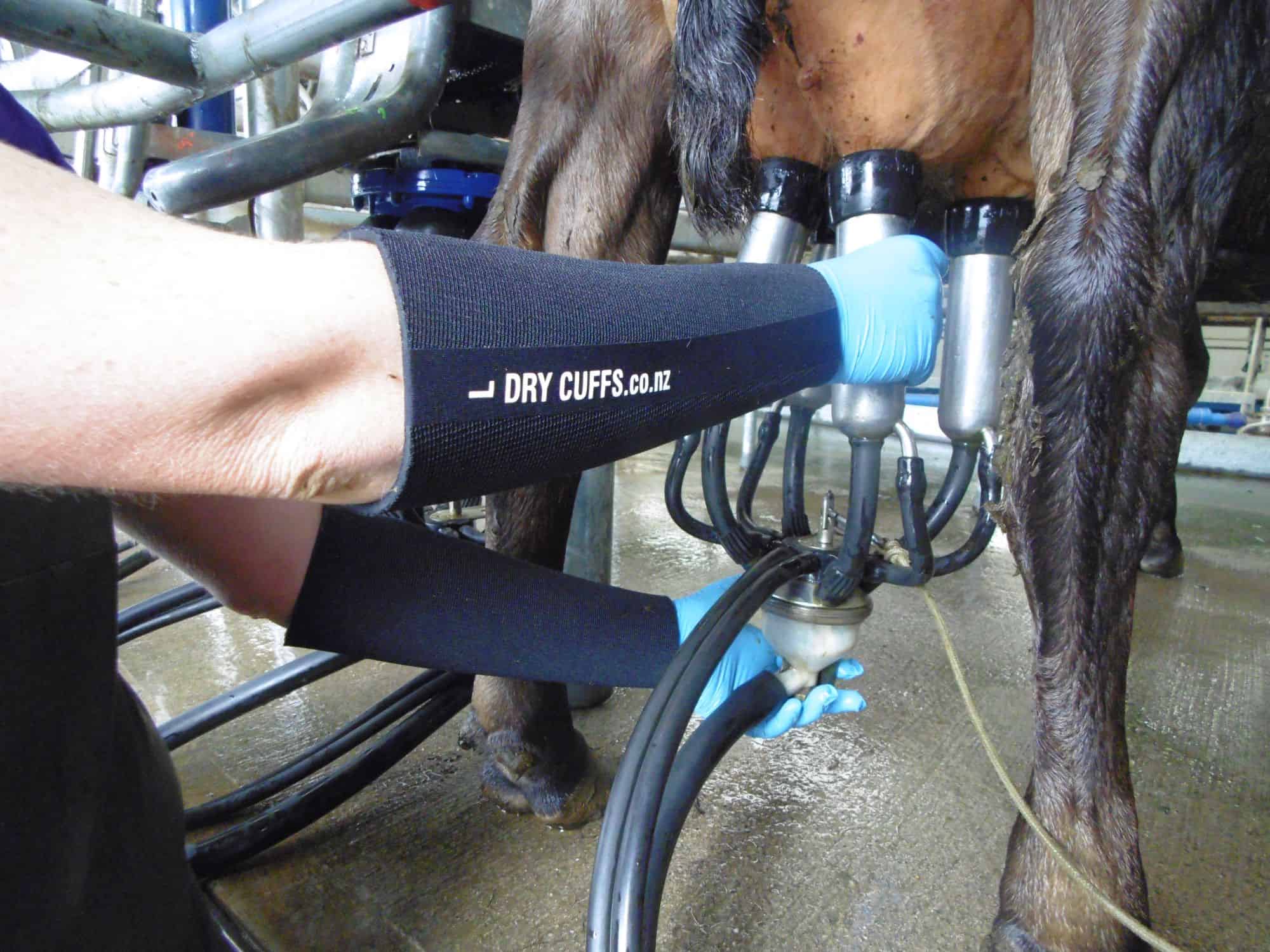 Photo of person milking cow using Dry Cuffs made from Texspec Neoprene